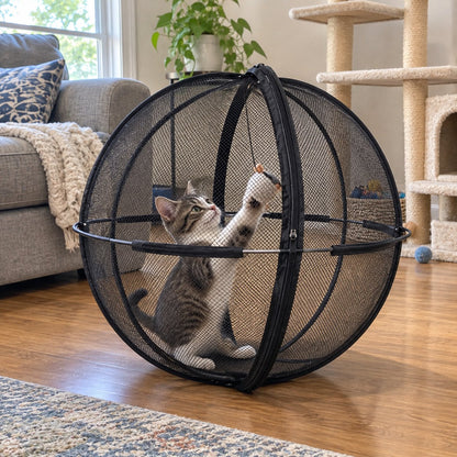 Tabby cat playing with a toy inside the playpen ball in a living room