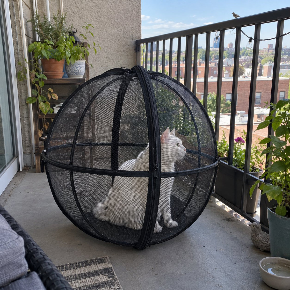 White cat inside the playpen ball on an apartment balcony