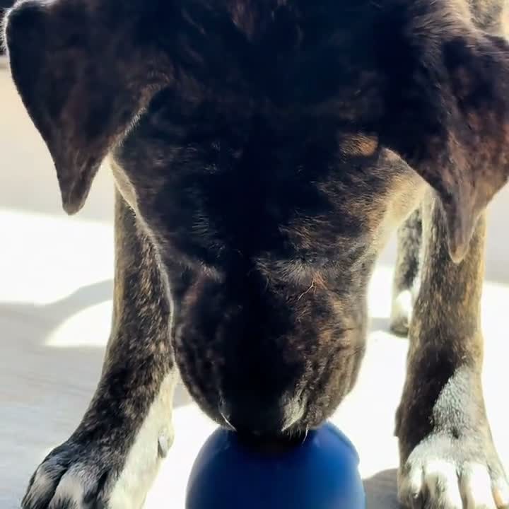 A dog working on the frozen treat in the backyard
